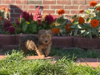 Yorkshire Terrier dogs Yorkshire Terrier 2 - Ad 31