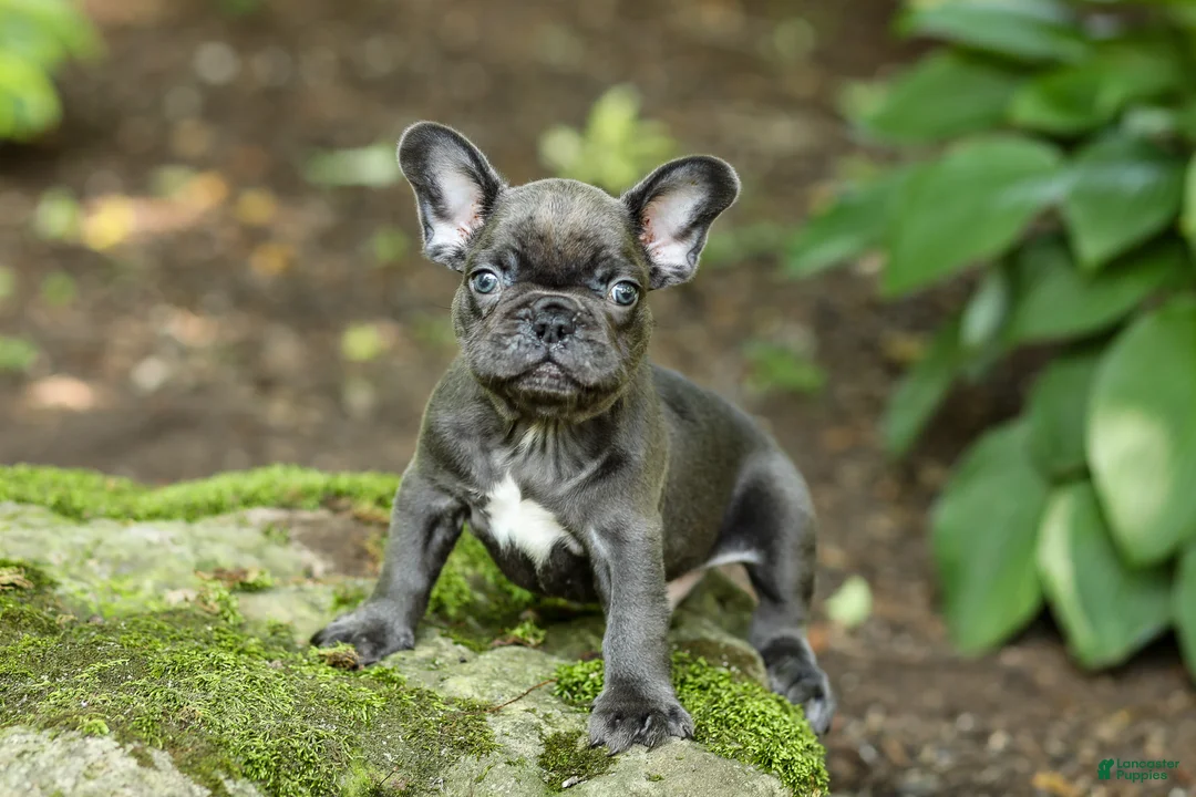 French Bulldog dogs for sale: Easton - Ad 1