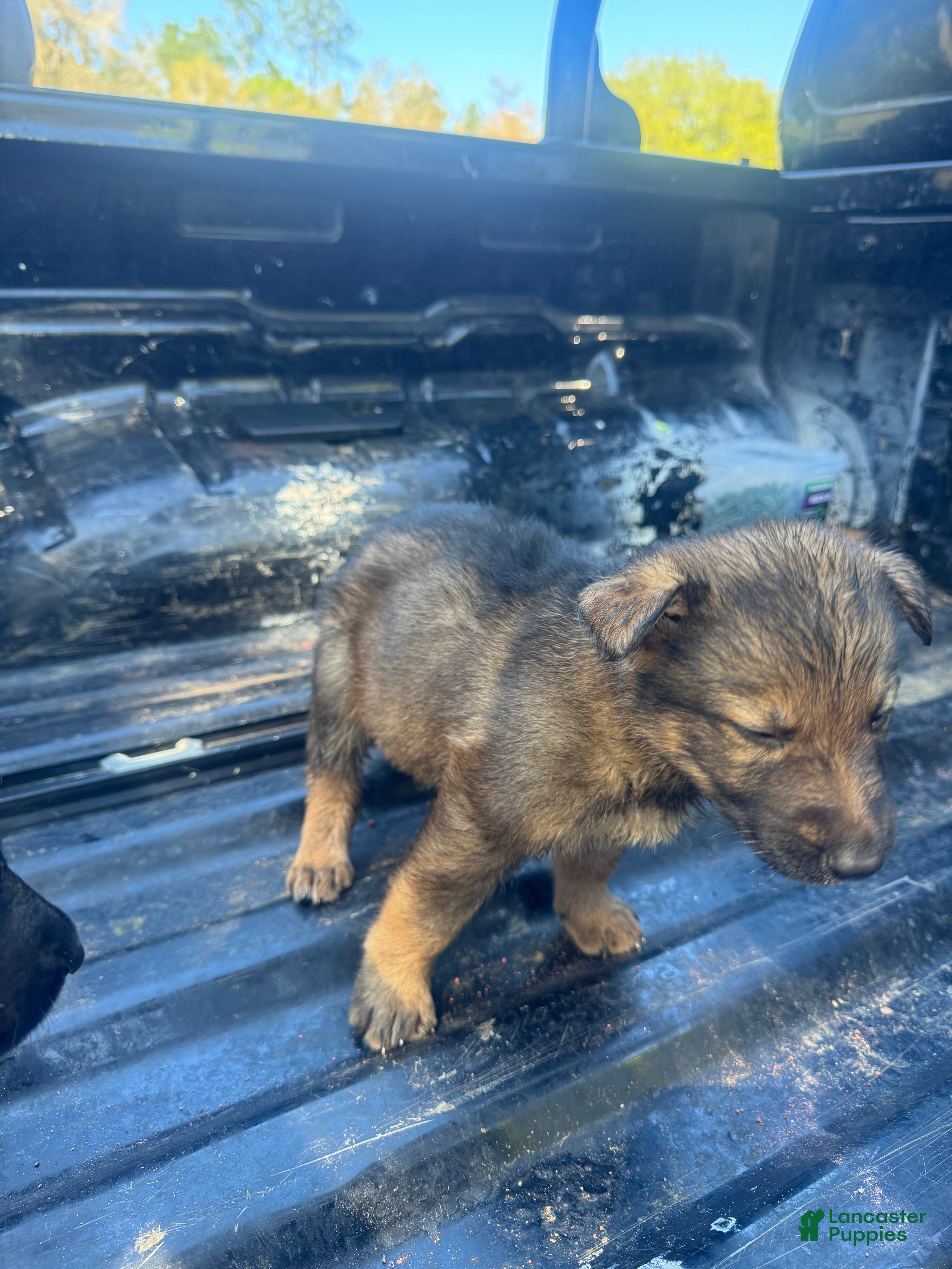 German Shepherd dogs German Shepherd light purple  - Ad 2