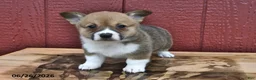 Welsh Corgi Pembroke dogs for sale: Jingles - Ad 2