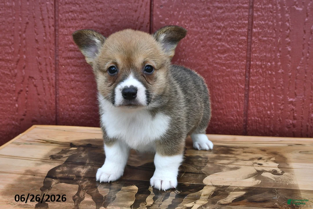 Welsh Corgi Pembroke dogs for sale: Jingles - Ad 2