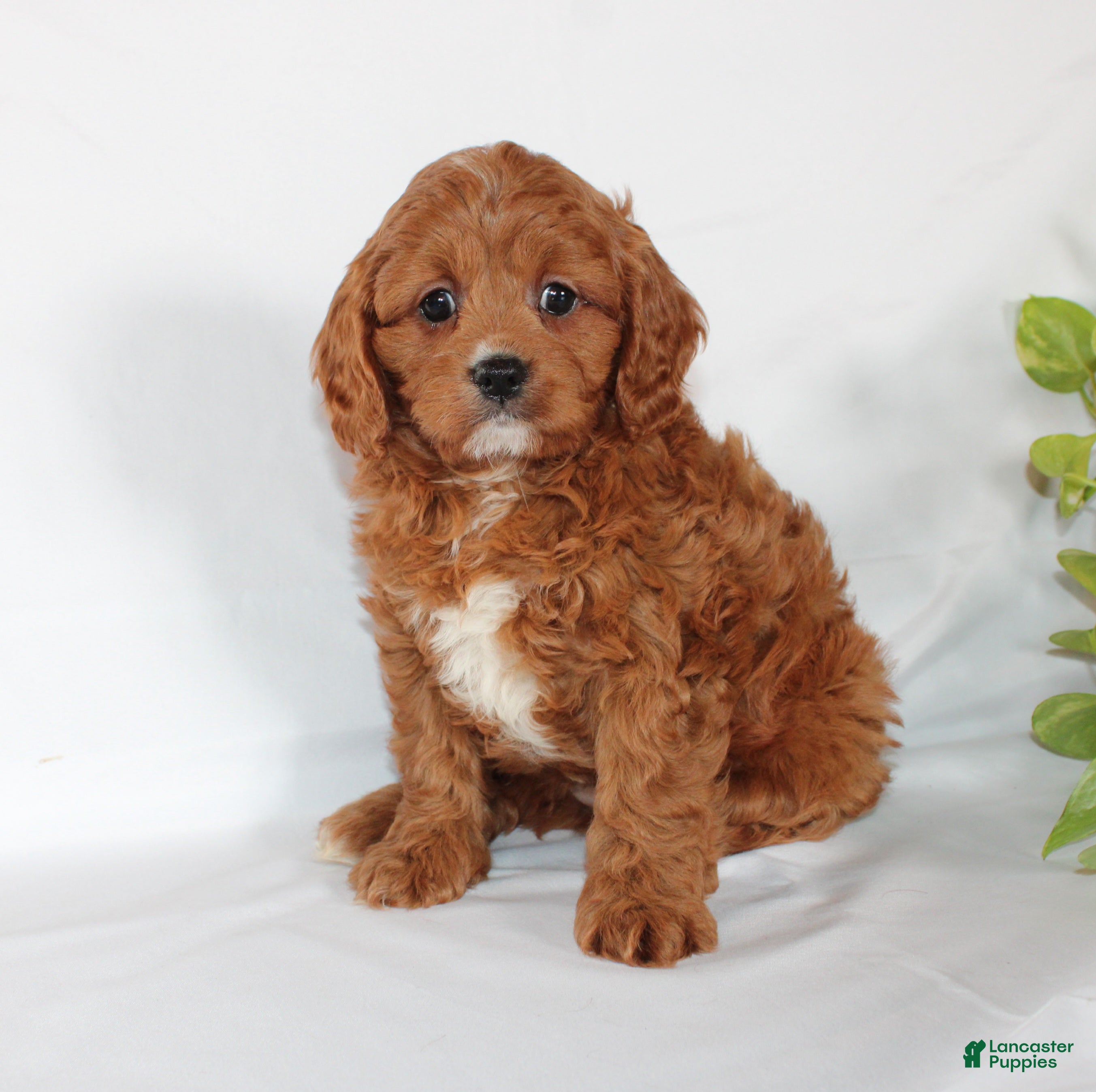 Cavapoo dogs Cindy - Ad 2