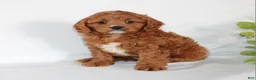 Cavapoo dogs for sale: Cindy - Ad 3