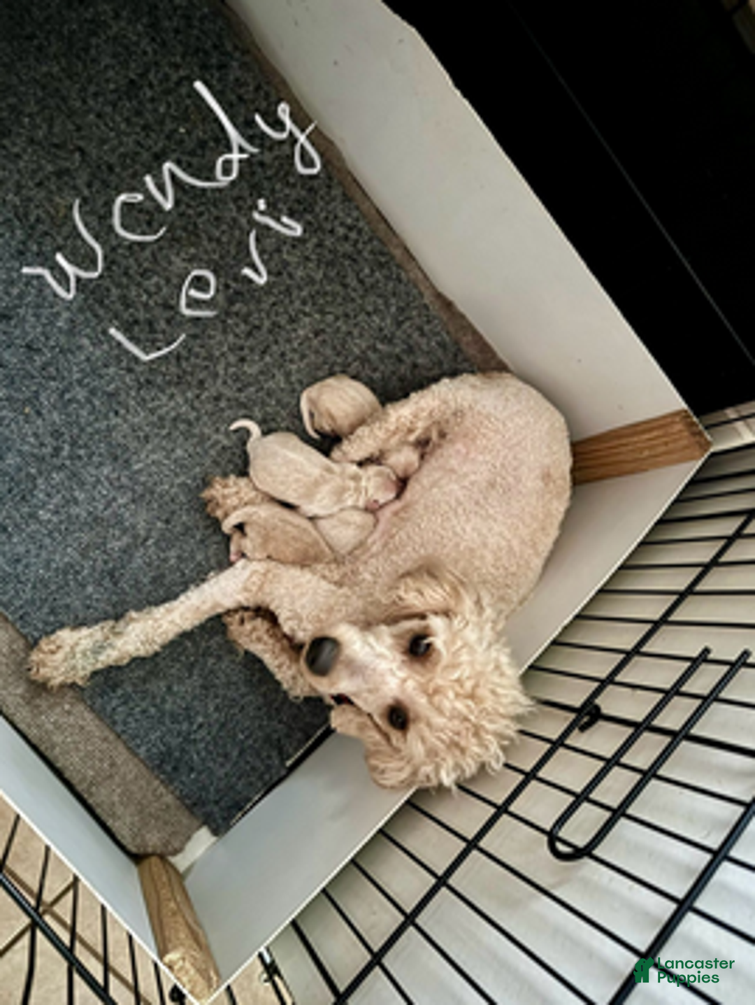 Cockapoo dogs for sale: Wendy G1 - Ad 6