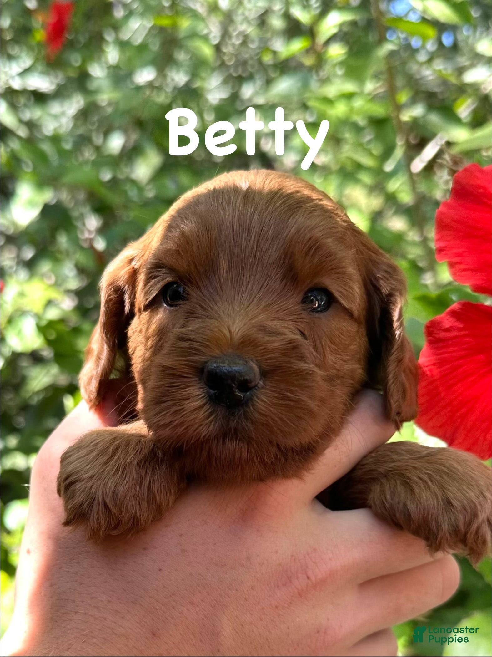 Australian Labradoodle dogs Betty - Ad 13