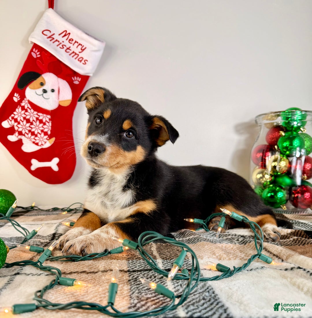 Australian Shepherd dogs for sale: Alexa - Ad 2