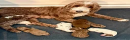 Goldendoodle dogs for sale: Doc  - Ad 7
