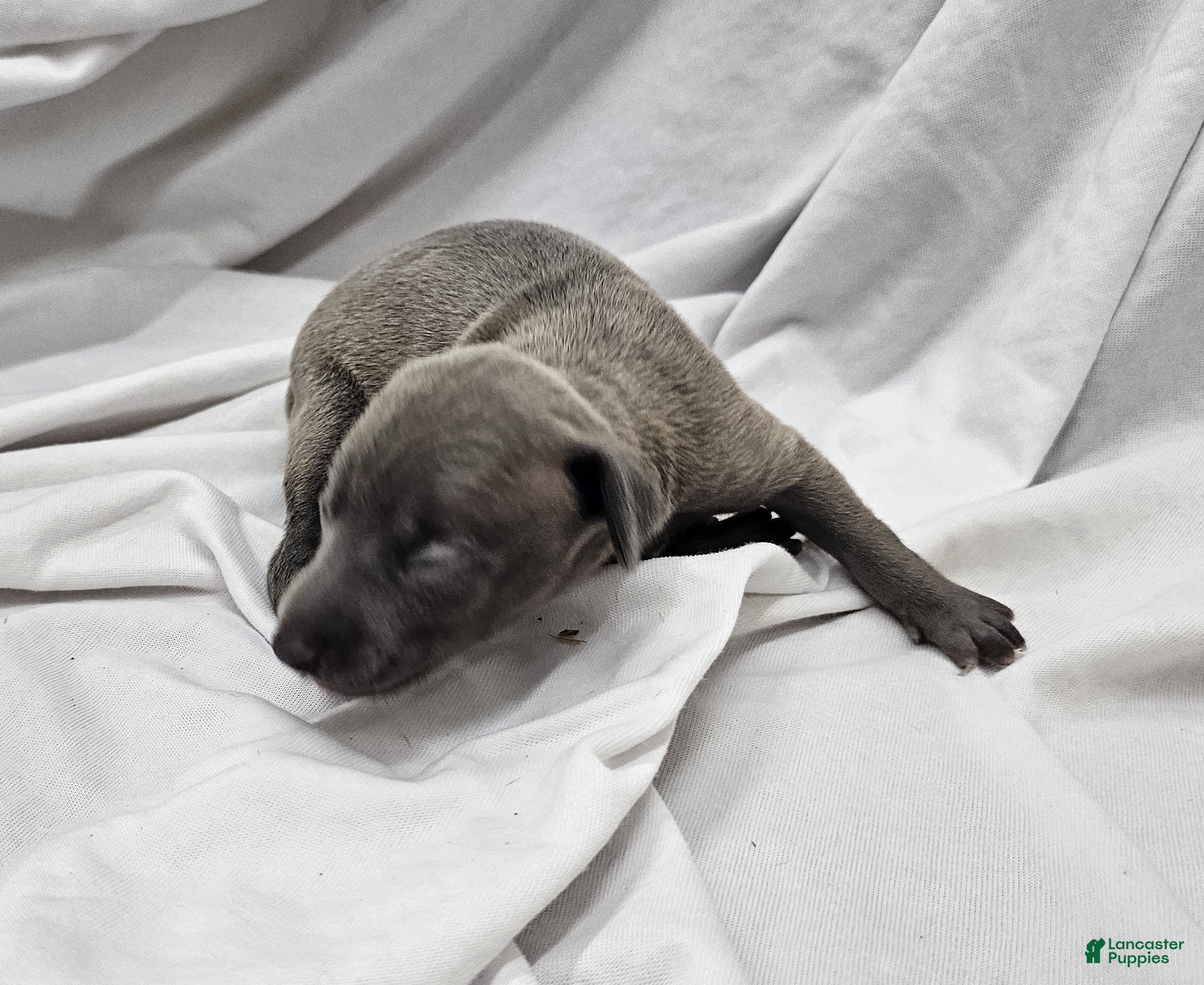 Italian Greyhound dogs Blue Female - Ad 1