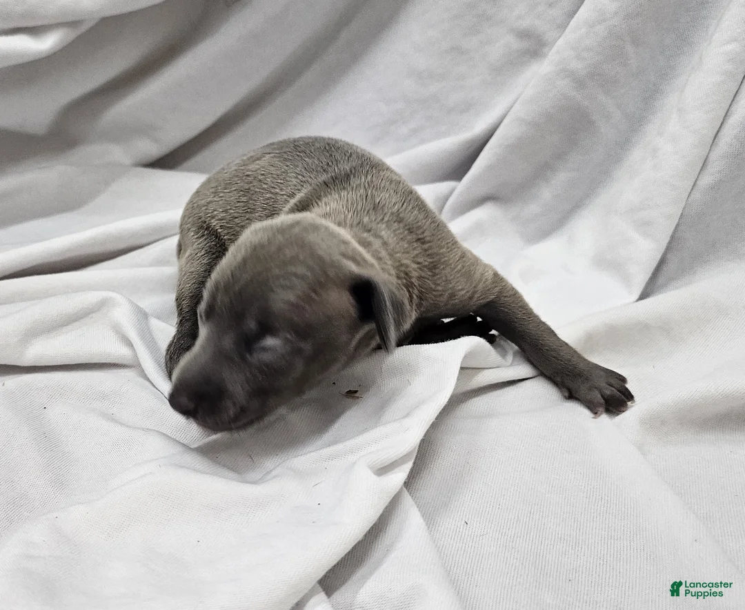 Italian Greyhound dogs for sale: Blue Female - Ad 1