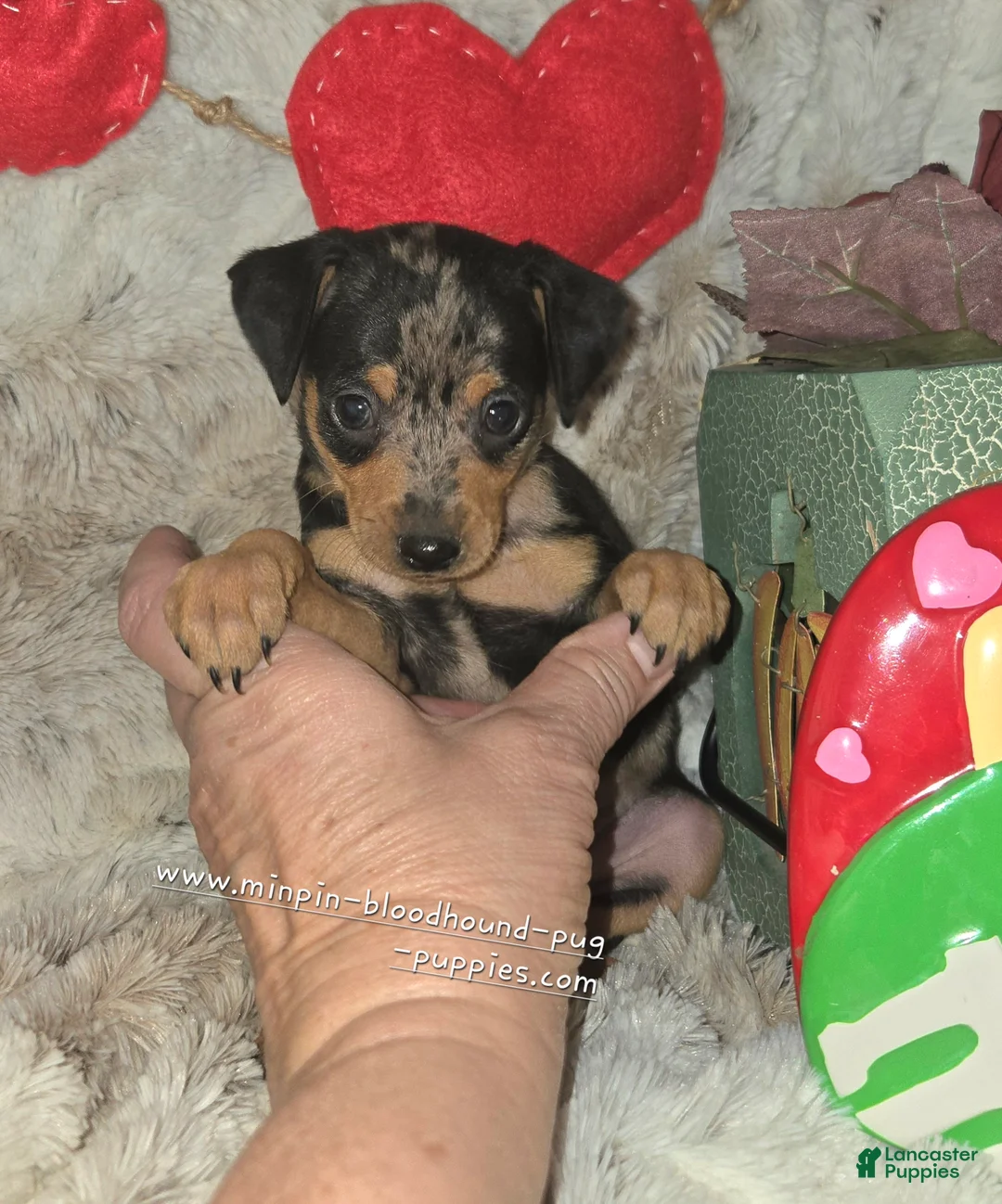 Miniature Pinscher dogs for sale: DeeDee black tan merle  - Ad 6
