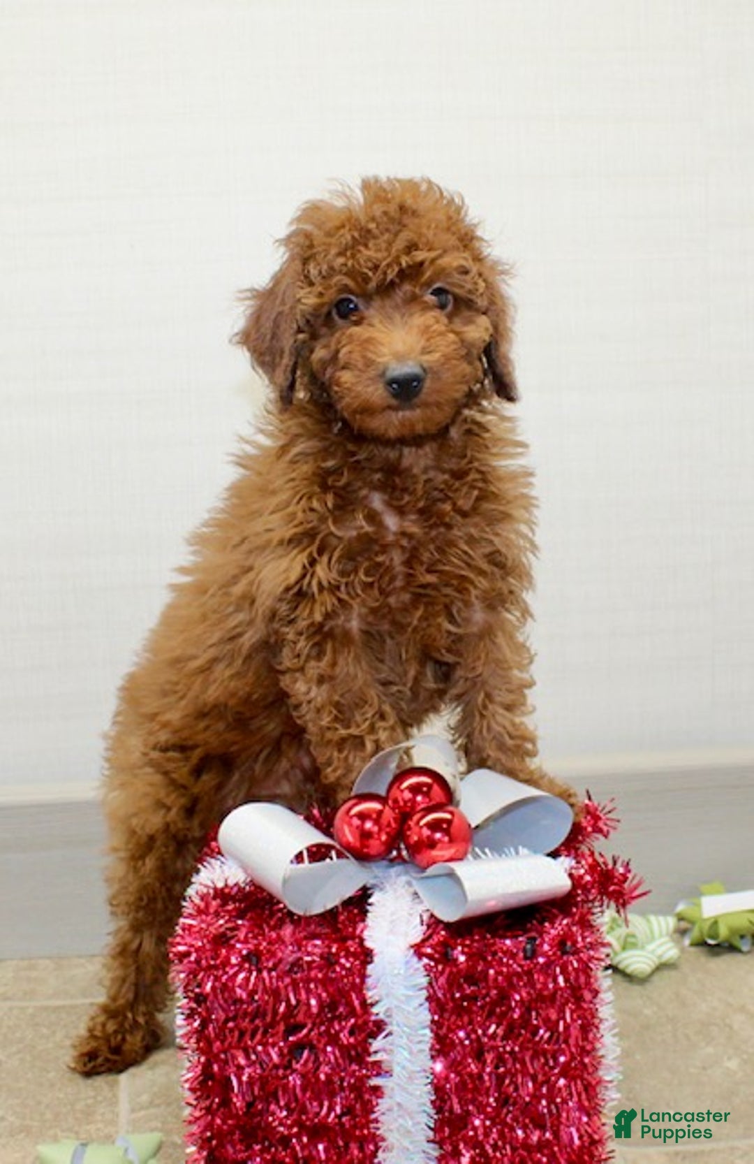 Miniature Poodle dogs for sale: Champ - Ad 6