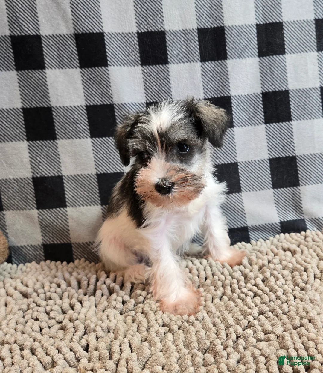 Miniature Schnauzer dogs for sale: Stella - Ad 4