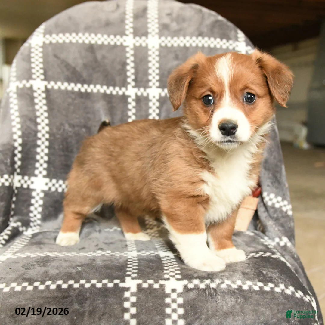 Mixed Breed dogs for sale: Lady - Ad 3