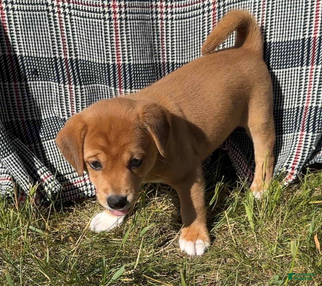 Mixed Breed dogs Tertia - Ad 13