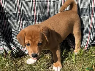 Mixed Breed dogs Tertia - Ad 13