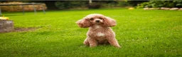 Miniature Poodle dogs for sale: Harriet Miniature Poodle  - Ad 4