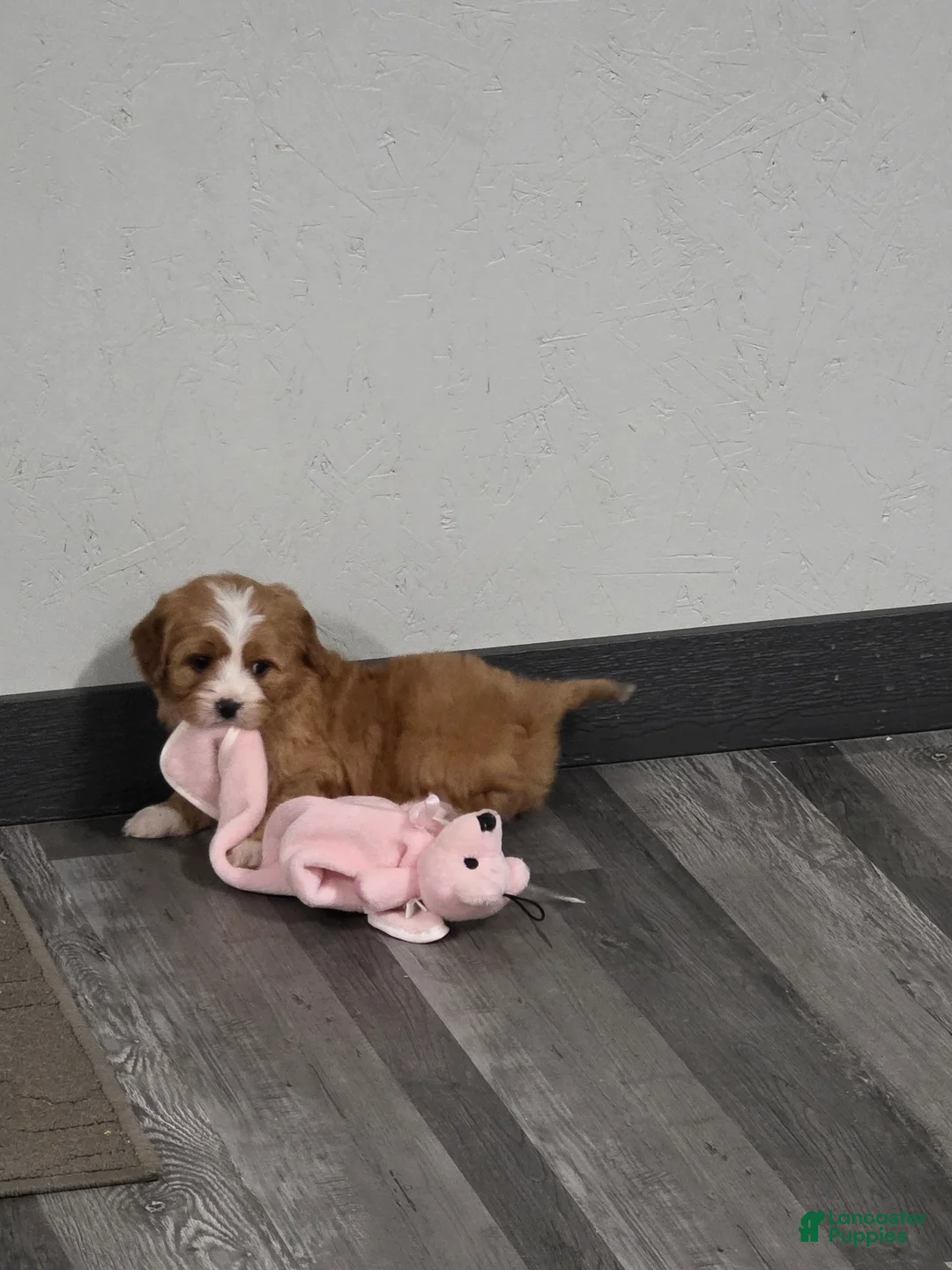 Cavapoo dogs for sale: Cooper - Ad 6