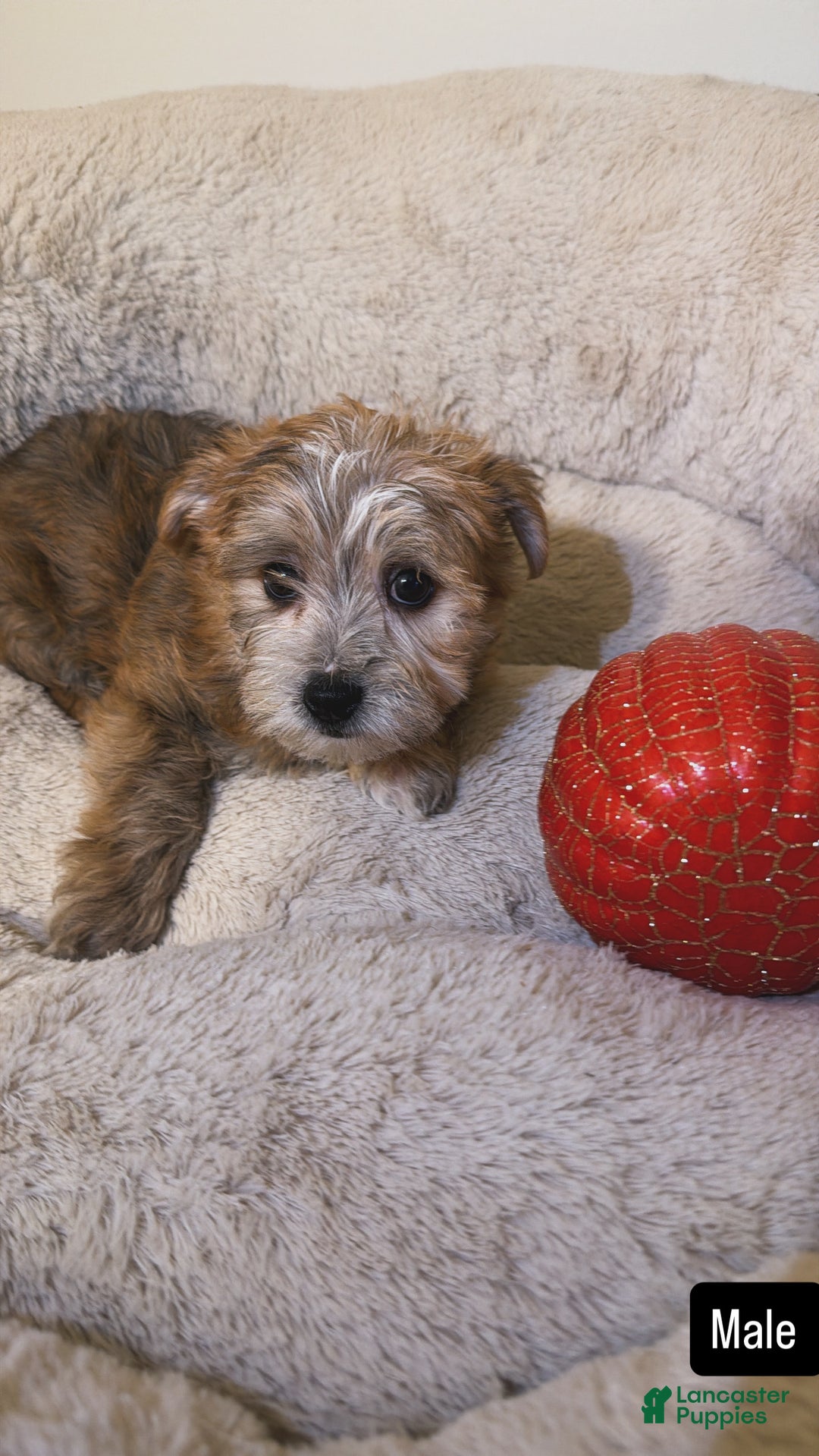 Morkie dogs for sale: Zeus  - Ad 1