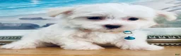 Maltese dogs for sale: Toy sized Andi - Ad 1