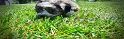 Havapoo dogs for sale: Icon - Ad 13