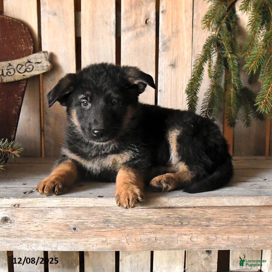 German Shepherd dogs for sale: Sage - Ad 4