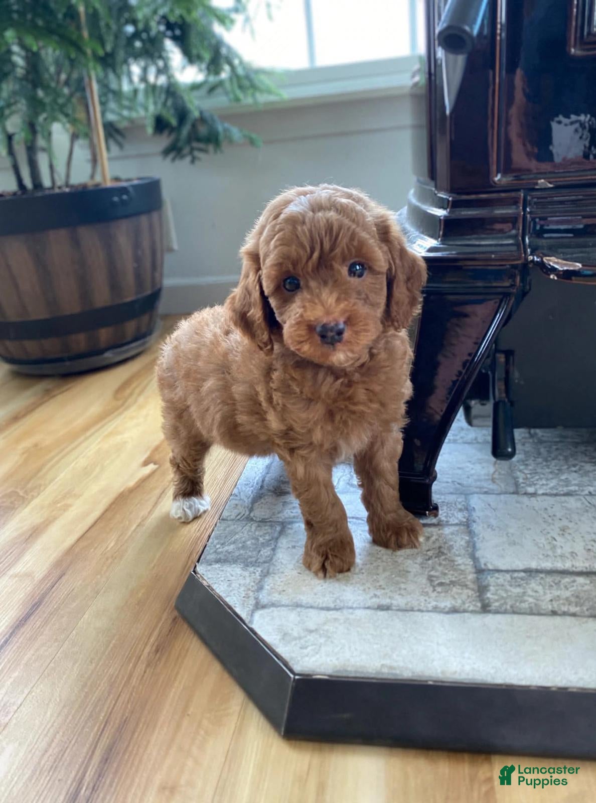 Miniature Poodle dogs Oliver - Ad 1