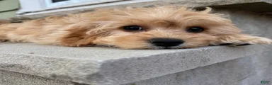 Butters