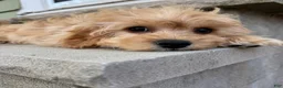 Cavapoo dogs for sale: Butters - Ad 1