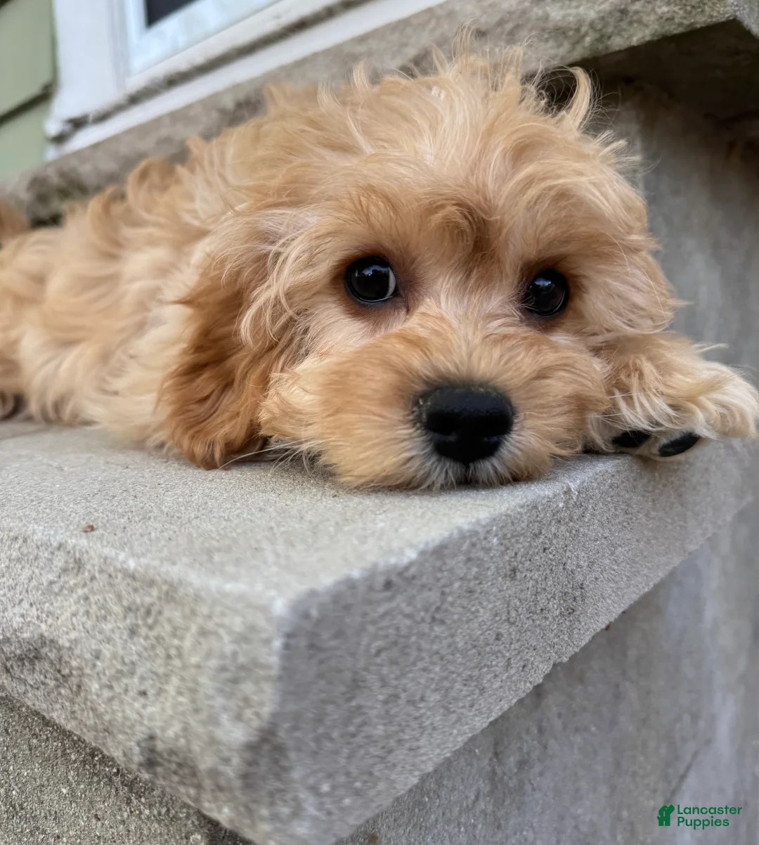 Cavapoo dogs for sale: Butters - Ad 1