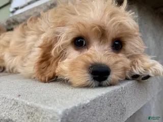 Cavapoo dogs for sale: Butters - Ad 1