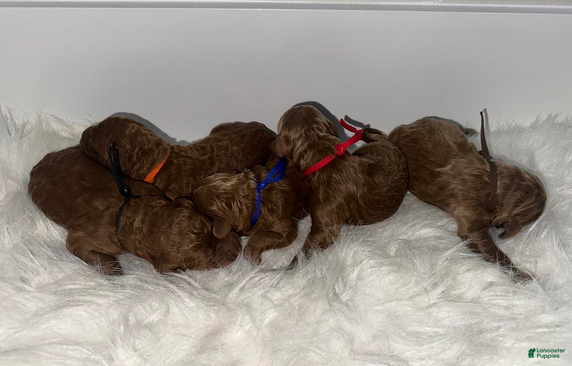 Goldendoodle dogs Red boy - Ad 17