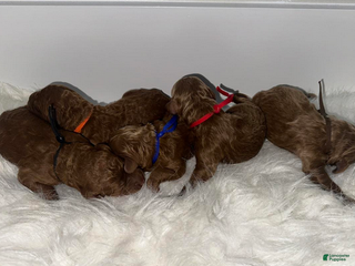 Goldendoodle dogs Red boy - Ad 14