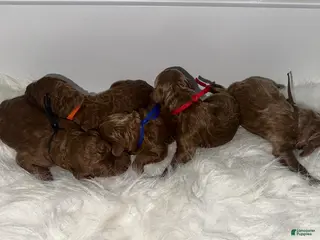 Goldendoodle dogs Red boy - Ad 3