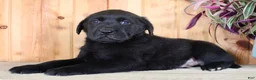 Labrador Retriever dogs for sale: Fenn - Ad 7