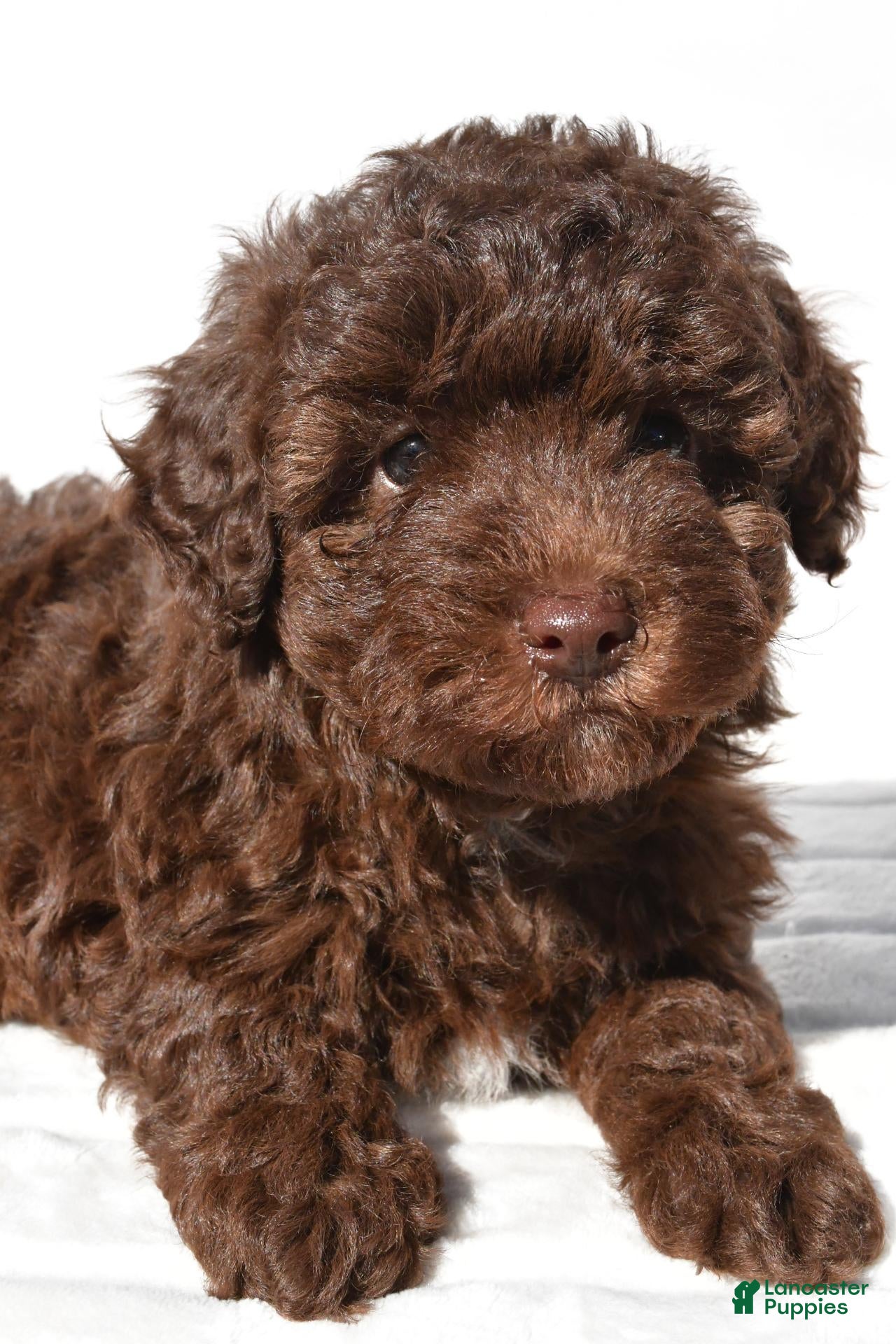 Miniature Poodle dogs for sale: Sasha - Ad 2