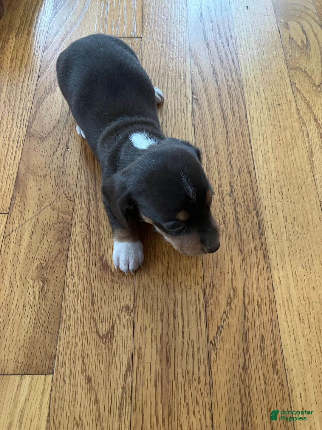 Miniature Dachshund dogs for sale: Akc Rhonda  - Ad 6