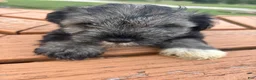 Miniature Schnauzer dogs for sale: Miniature Schnauzer 2 - Ad 7
