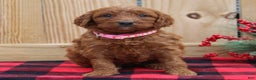 Irish Doodle dogs for sale: Ruby - Mini - Ad 1