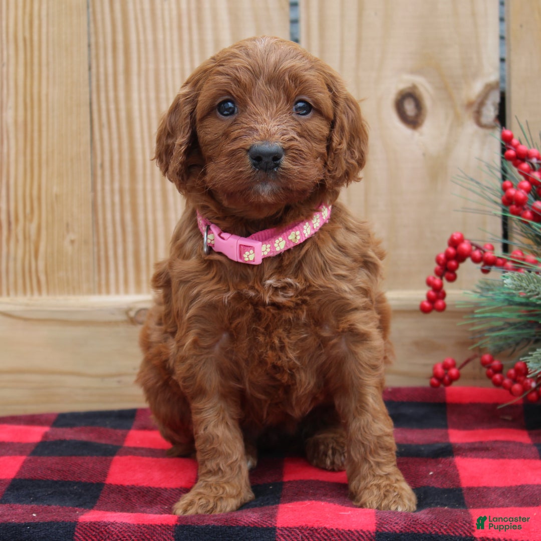 Irish Doodle dogs for sale: Ruby - Mini - Ad 1