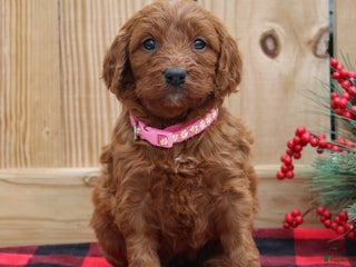 Irish Doodle dogs Ruby - Mini - Ad 3