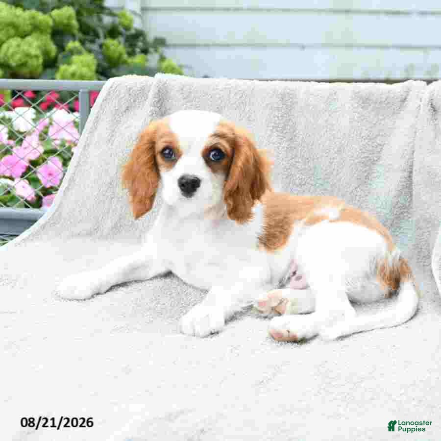 Cavalier King Charles Spaniel dogs Buddy - Ad 2