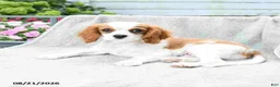 Cavalier King Charles Spaniel dogs for sale: Buddy - Ad 2