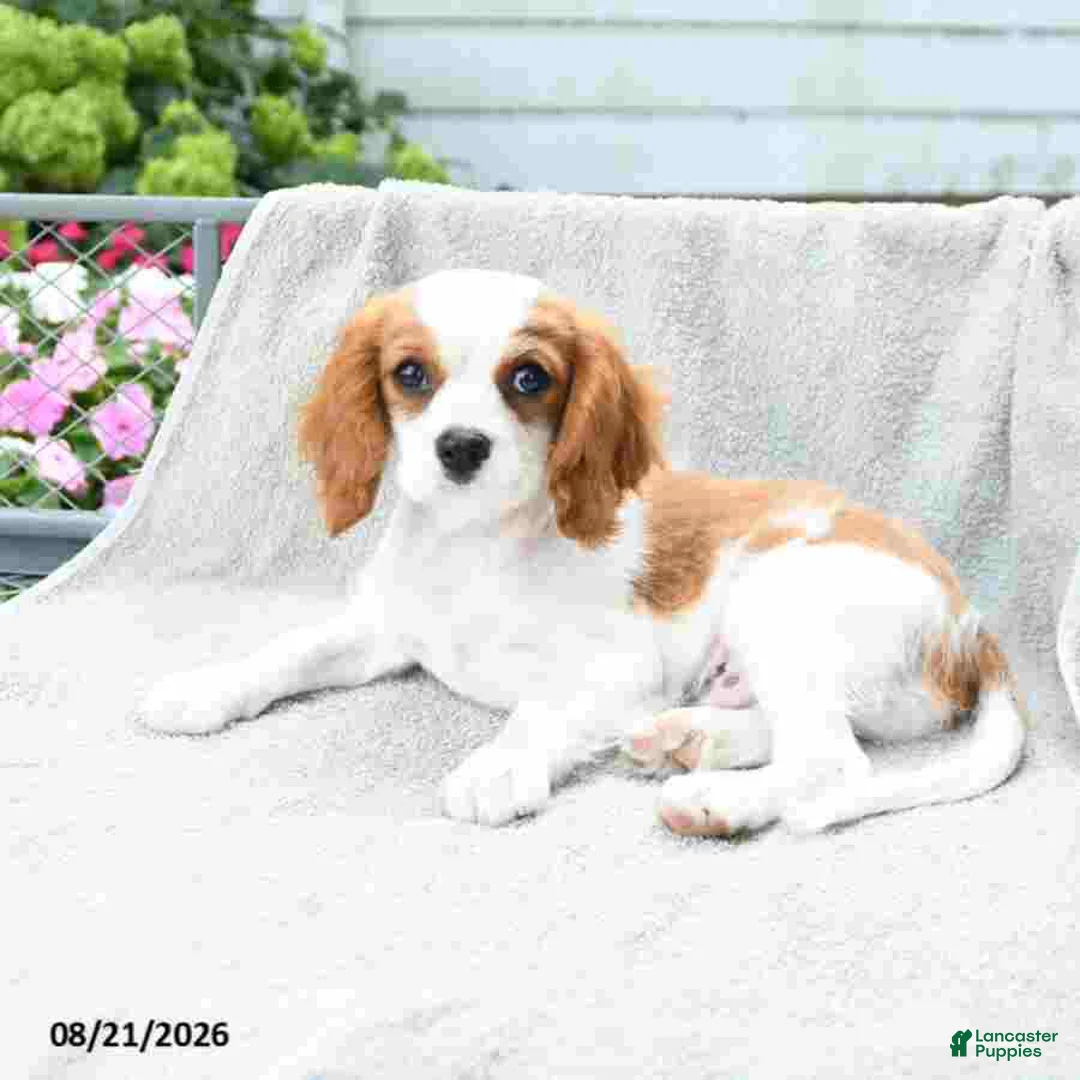 Cavalier King Charles Spaniel dogs for sale: Buddy - Ad 2