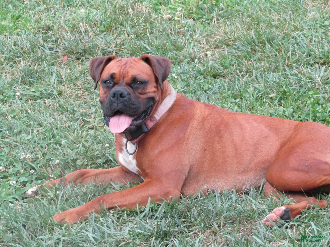 Boxer dogs for sale: Nollie - Ad 5