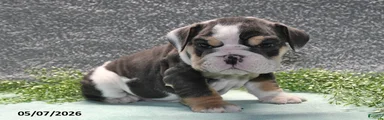 Jethro