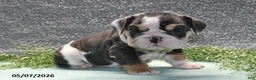 English Bulldog dogs for sale: Jethro - Ad 1