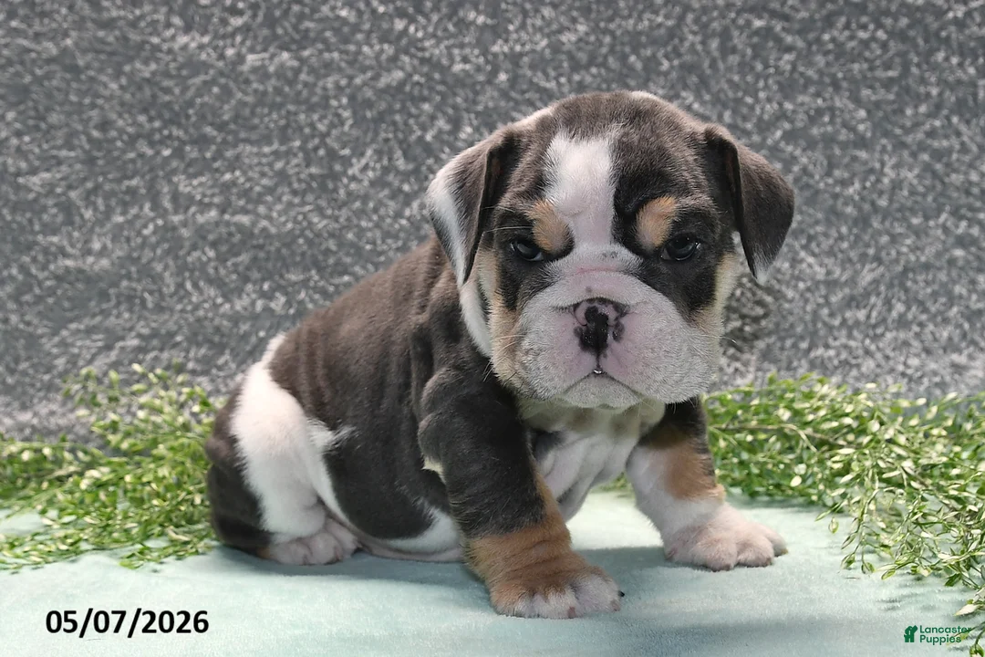 English Bulldog dogs for sale: Jethro - Ad 1