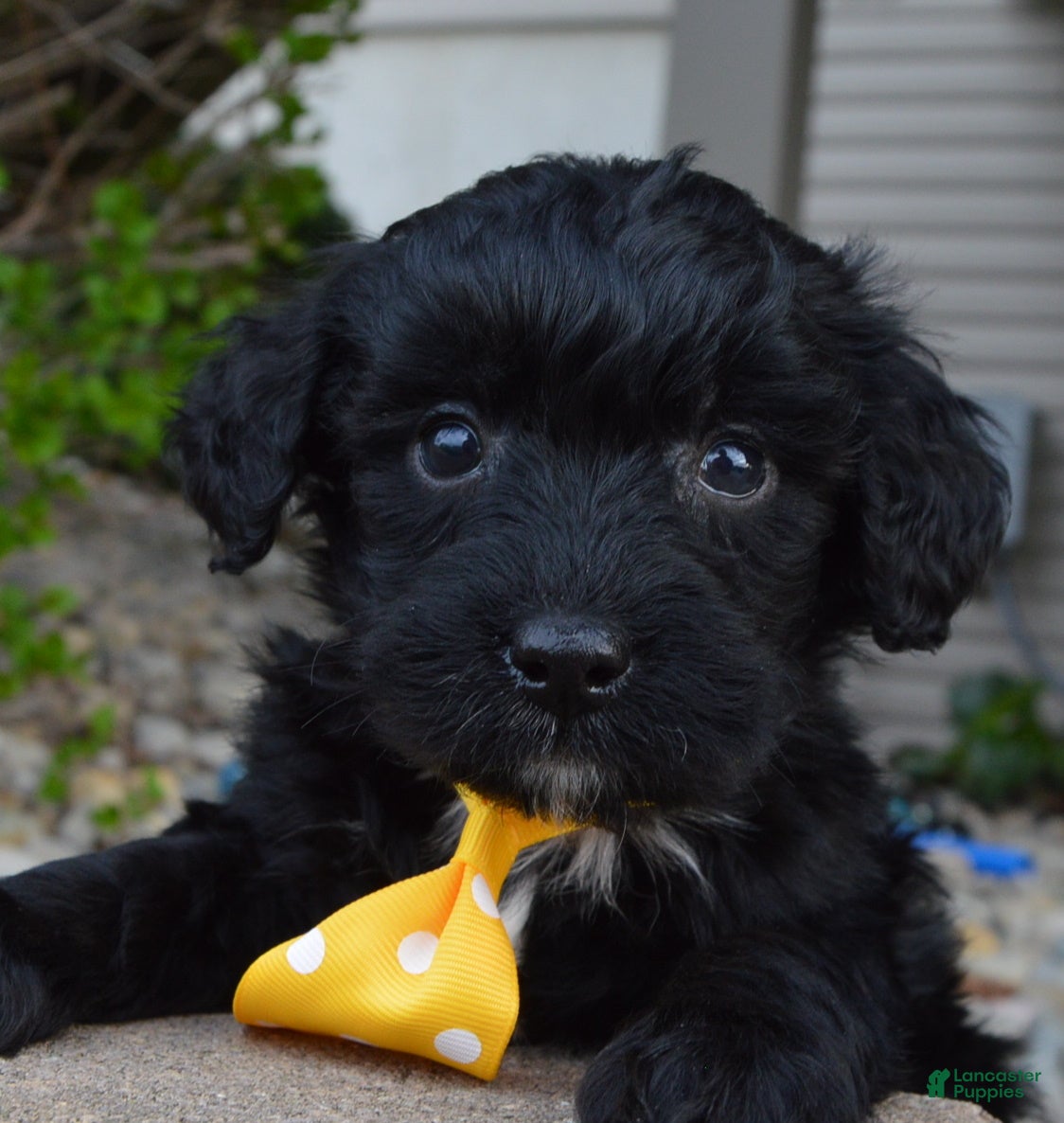Mini Bernedoodle dogs Mini Baxter - Ad 1