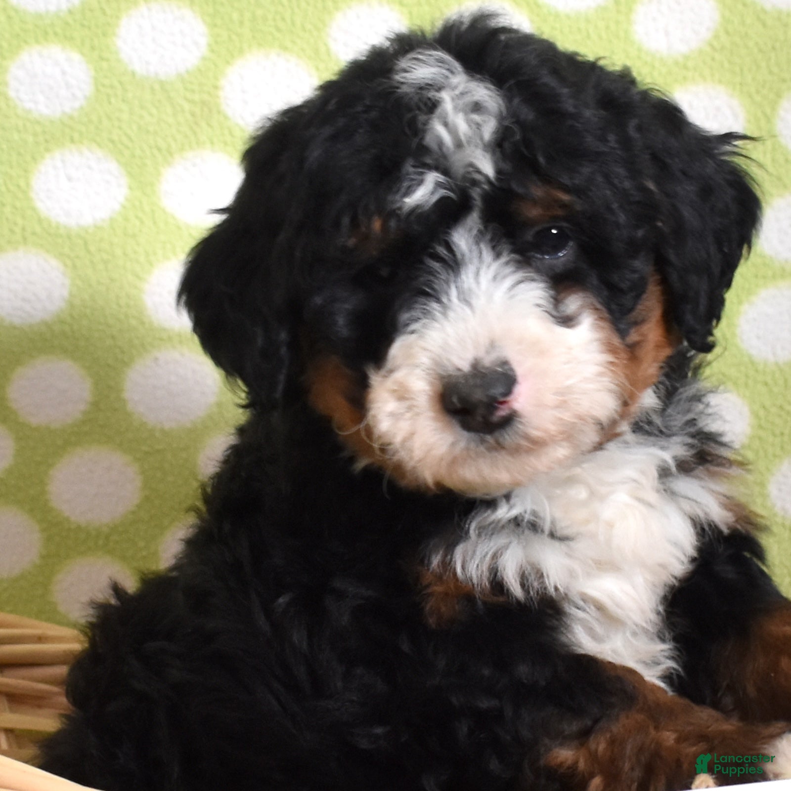 Bernedoodle dogs Granola  - Ad 21