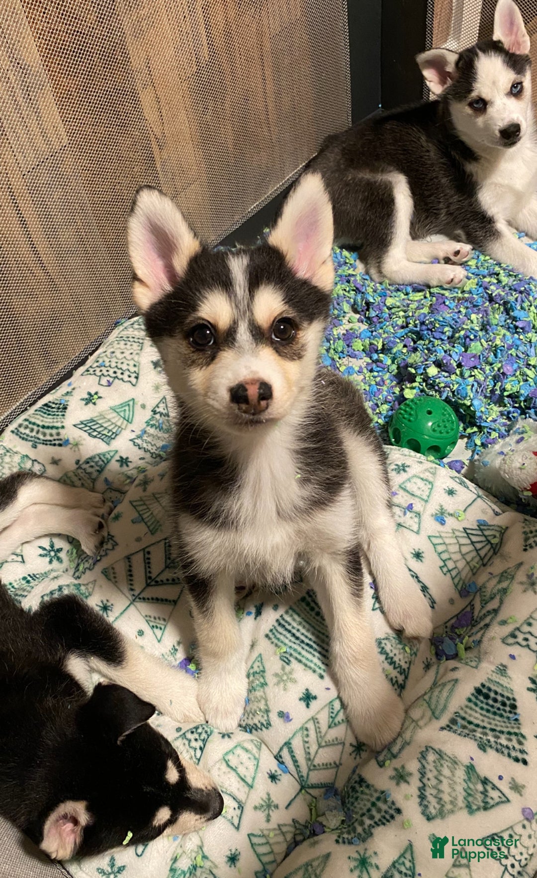 Pomsky dogs for sale: Snow White  - Ad 3
